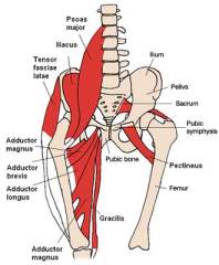 anterior_hip_muscles