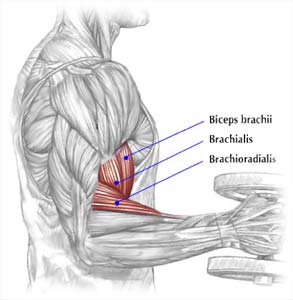 brachialis