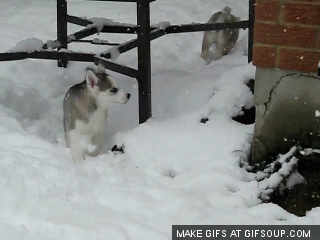 husky-puppy-runs-in-snow-o