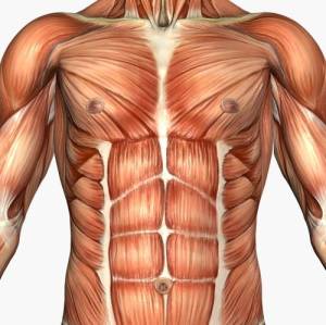 musculature_chest_abs