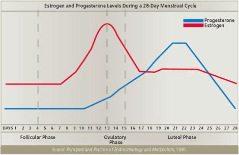 estrogen_progesterone_cycle
