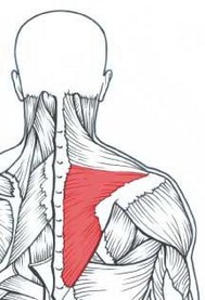 lower-trapezius [320x200]
