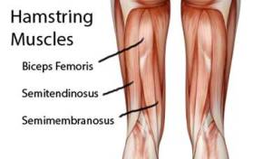 hamstrings