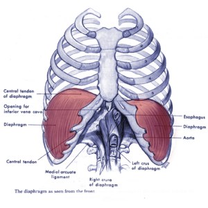 Diaphragm