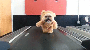 munchkin-the-dog-gif