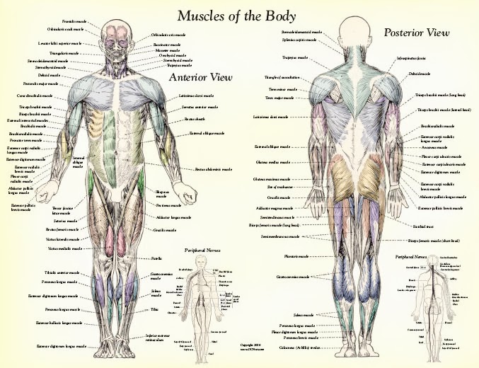 Muscle-Anatomy-Muscles-Body-Labeled